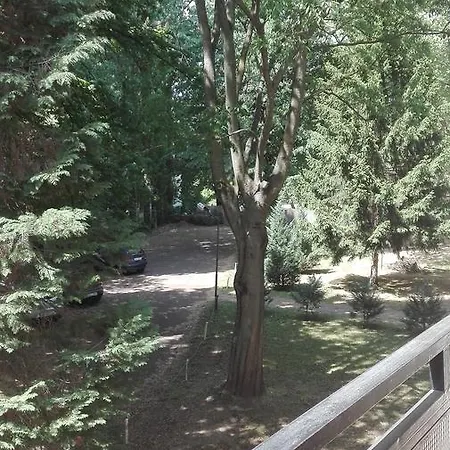 Daire Gyoengyvirag Ueduelo - Mario *